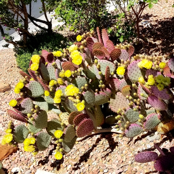 Cactus - Picture 5 of 7